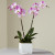 Orchid with 2 Stem +$14.00